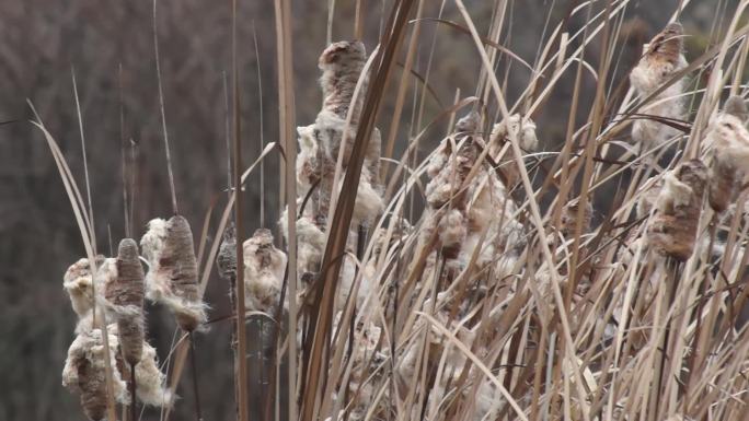 盐碱地-冬天的芦草