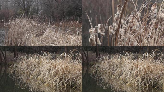 盐碱地-冬天的芦草