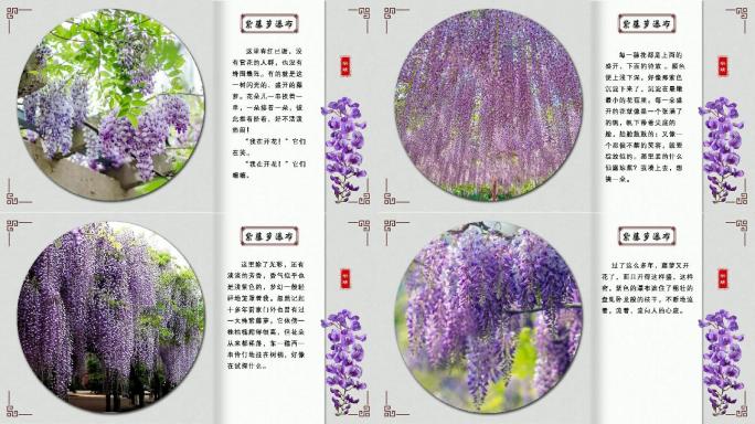 紫藤萝瀑布