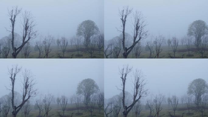 4K冬天晨雾里的小树草坡
