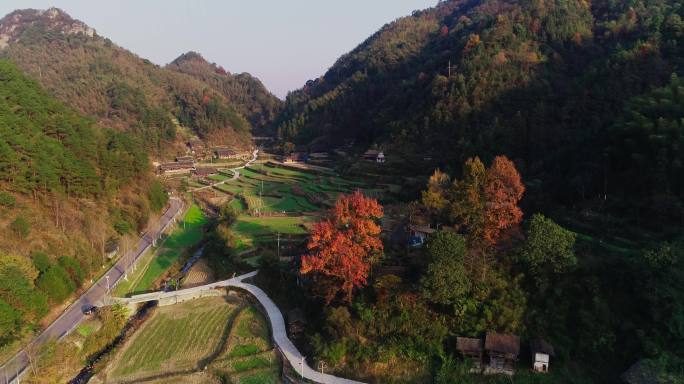 4K航拍南方山村古红枫04