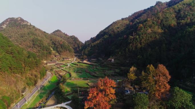 4K航拍南方山村古红枫03