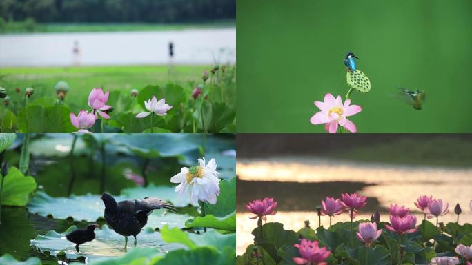 高清实拍：黄河湿地生态画面