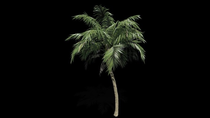 椰子树生长摇曳动画