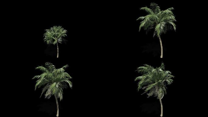 椰子树生长摇曳动画