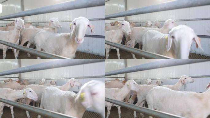 畜牧业专业养羊
