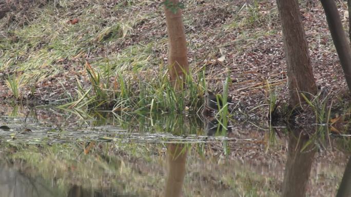 水塘觅食的野鸭子