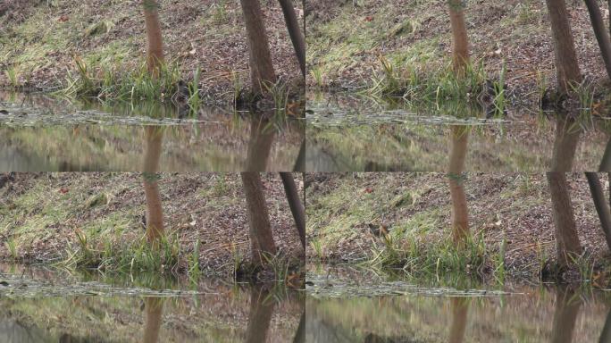 水塘觅食的野鸭子