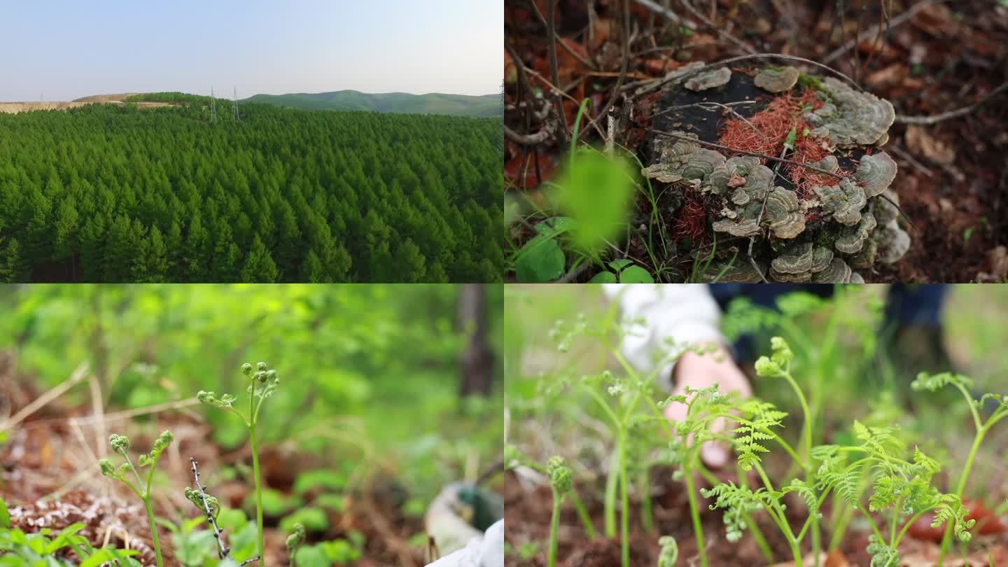 东北春天的野生蕨菜