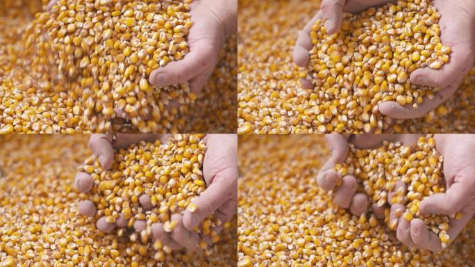 黄灿灿的玉米成熟丰收干玉米粒