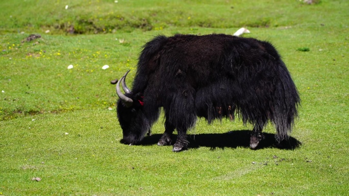 【4K】西藏的牦牛