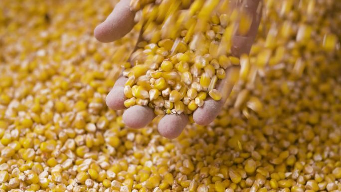 黄灿灿玉米成熟丰收玉米粒杂粮食品