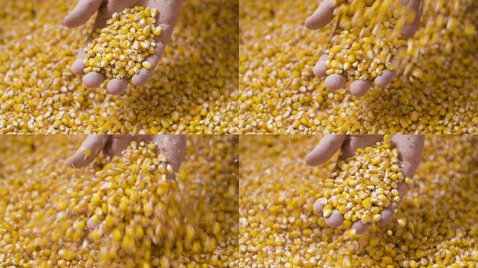 黄灿灿玉米成熟丰收玉米粒杂粮食品