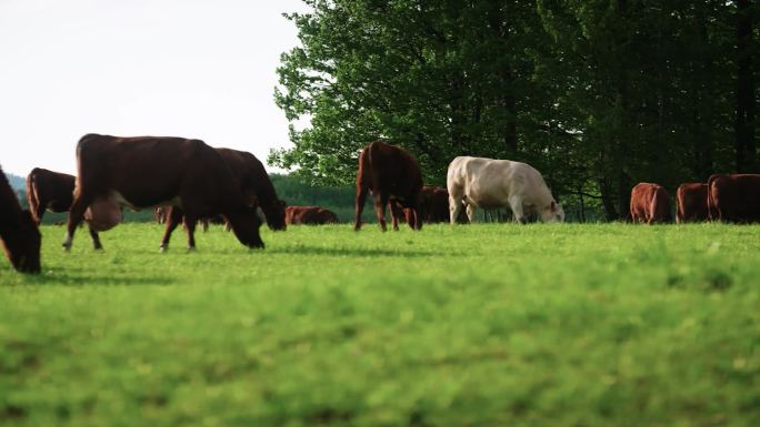 草原牛群牛吃草绿草地阳光农庄农场奶牛