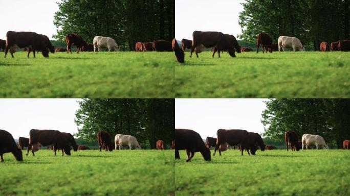 草原牛群牛吃草绿草地阳光农庄农场奶牛