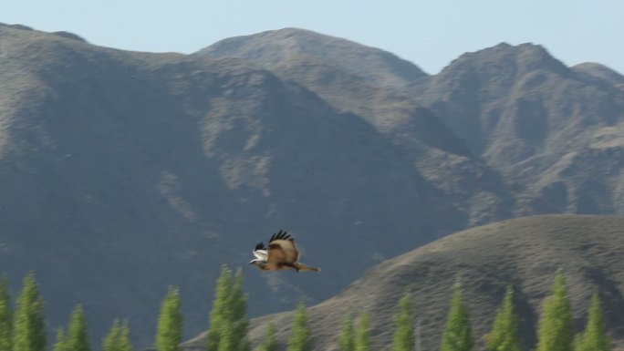 老鹰在山谷里飞翔慢动作实拍