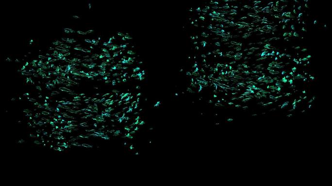 海底绿色螺旋鱼群