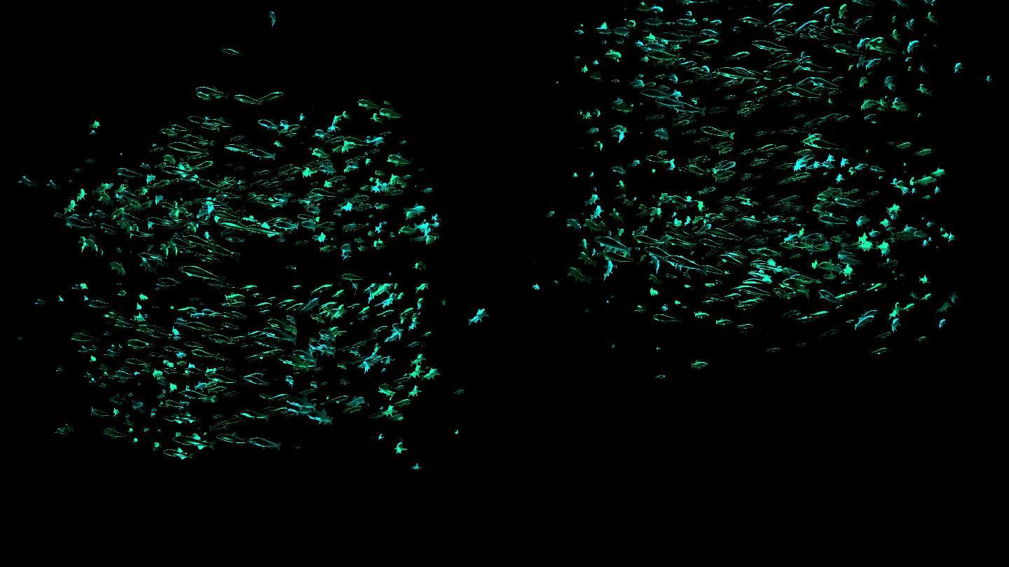 海底绿色螺旋鱼群