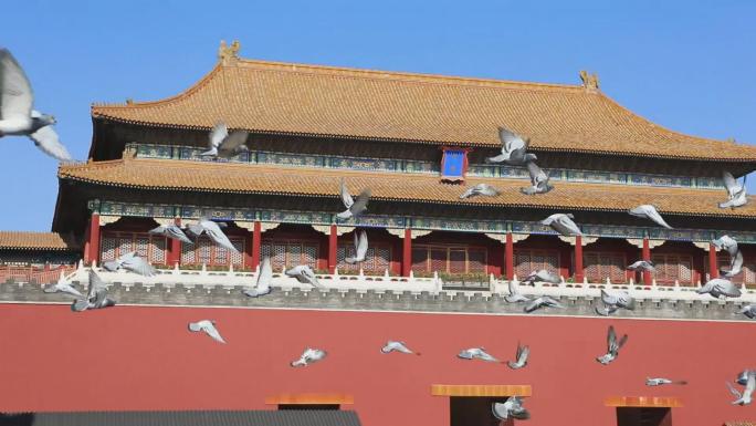 北京故宫午门前鸽子吃食绕飞