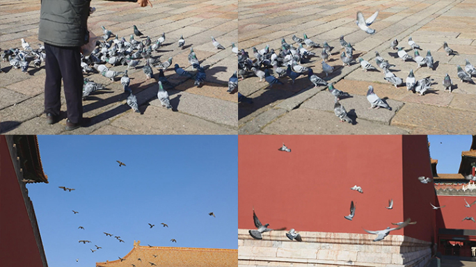 北京故宫午门前鸽子吃食绕飞