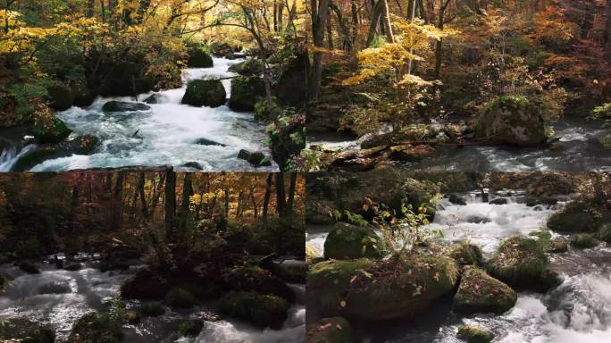 4k绝美森林河流小溪初冬秋季枫叶树叶