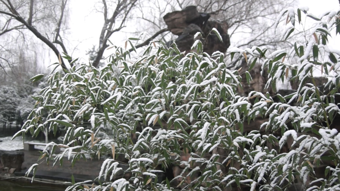 水墨画风-雪中竹子