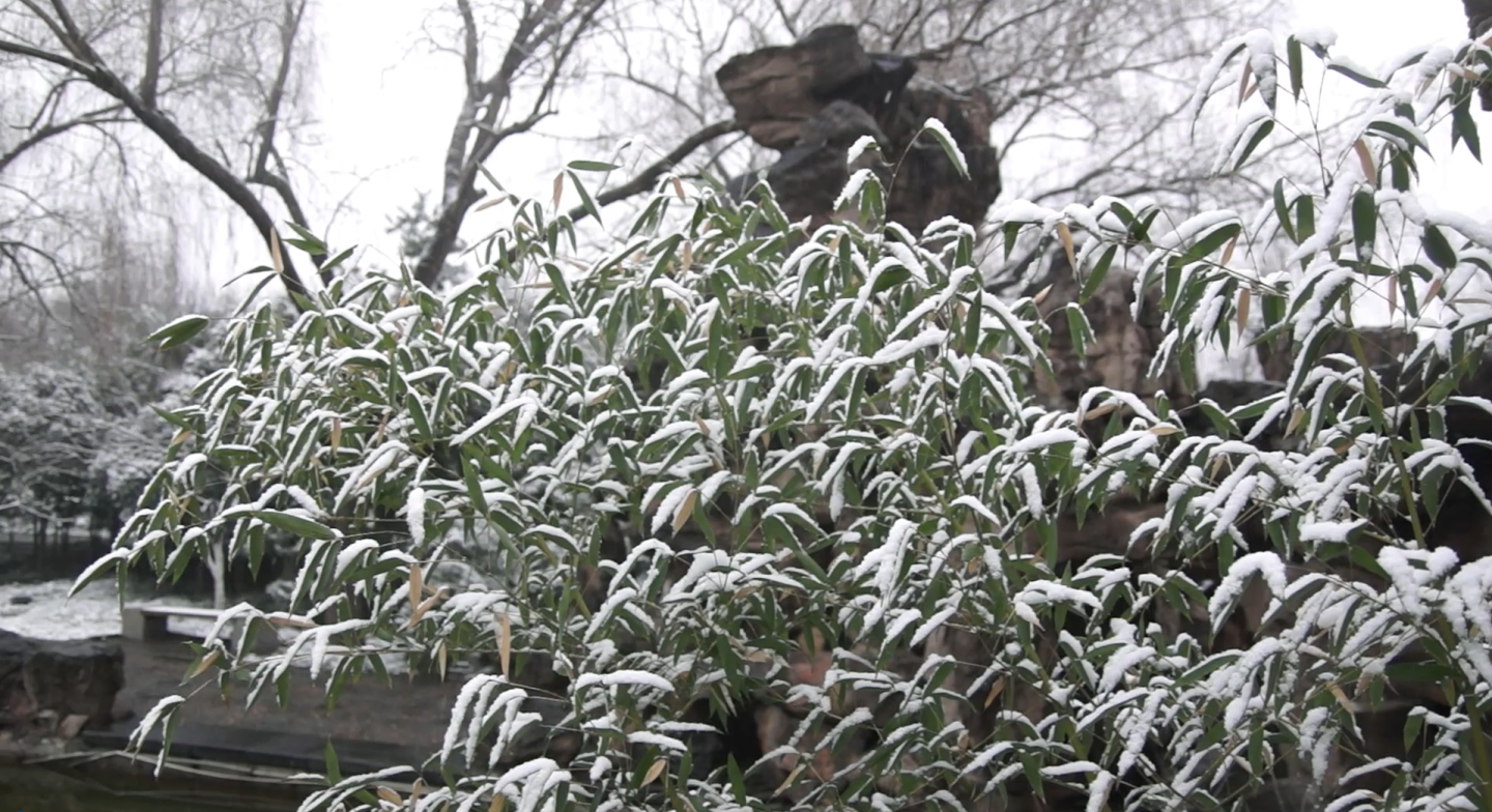 水墨画风-雪中竹子