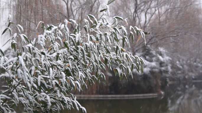 水墨画风-雪中竹子