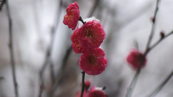 雪中红梅