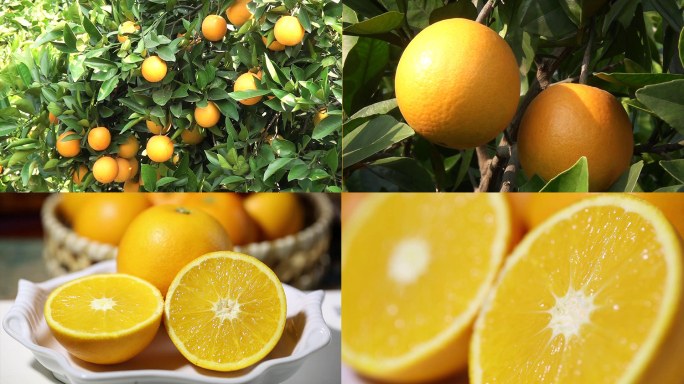 甜橙果树果实特写视频素材