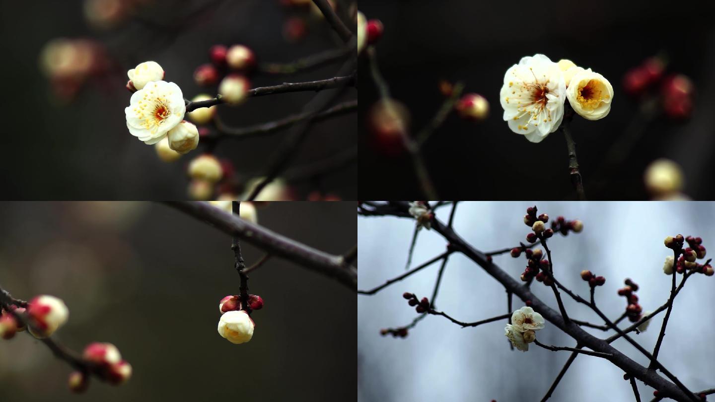 雪中梅花 白梅 绿萼梅 19x1080 高清视频素材下载 编号 426 实拍视频 Vj师网www Vjshi Com