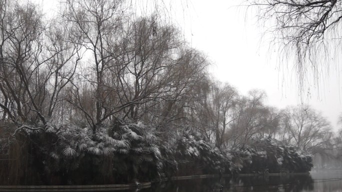 冬天-雪中湖泊-树木