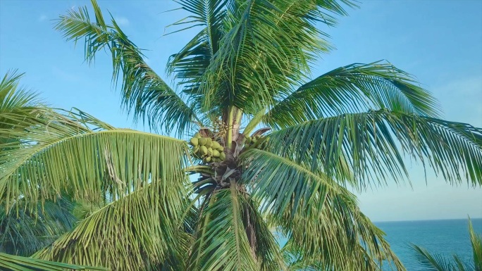 航拍椰子树