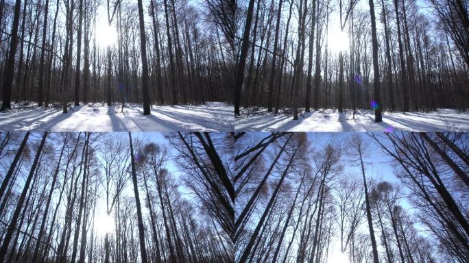 野外树林冬季