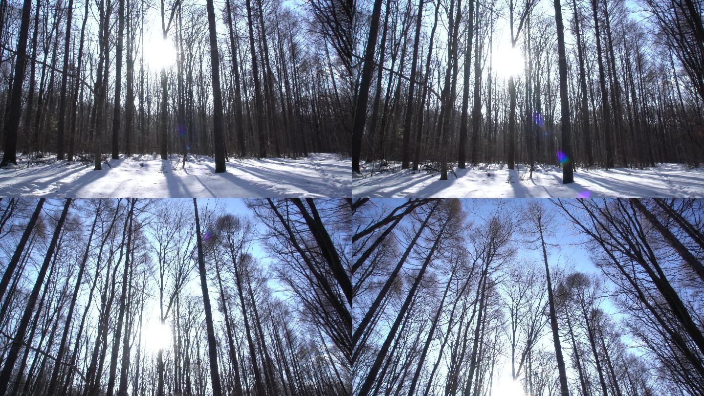 野外树林冬季