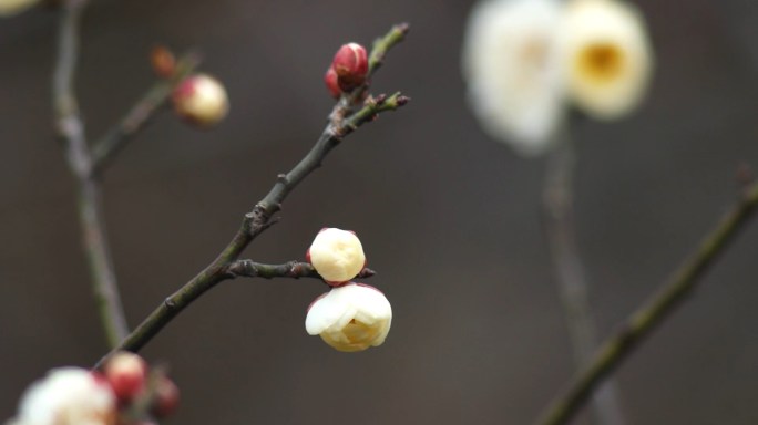 梅花-白梅-绿萼梅-花苞