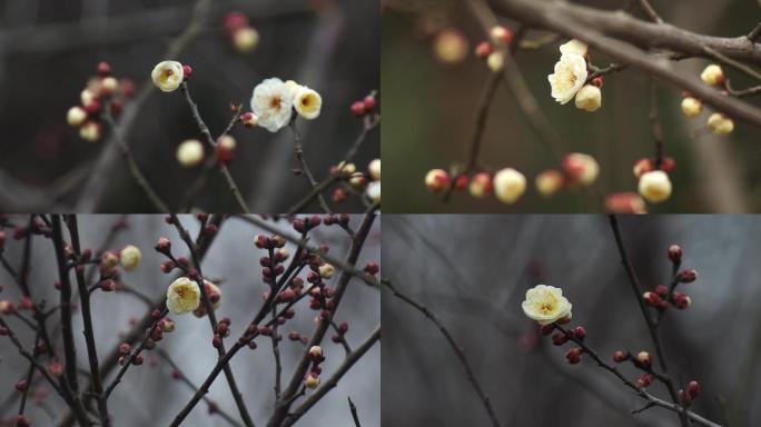 雪中梅花-白梅-绿萼梅