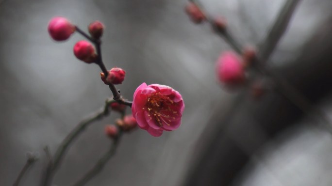 梅花-红梅-花苞