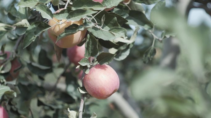 新疆，阿克苏，有机苹果园