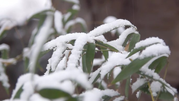 大雪中的竹子