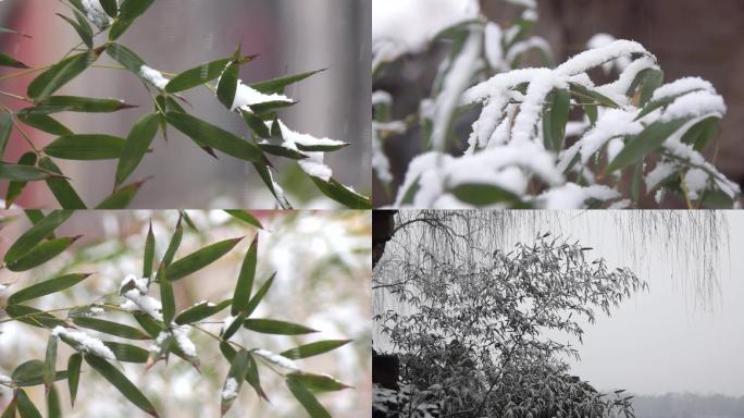 大雪中的竹子