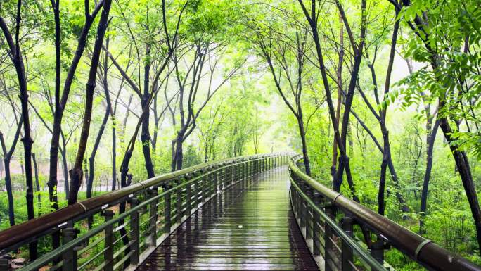 森林桥雨景