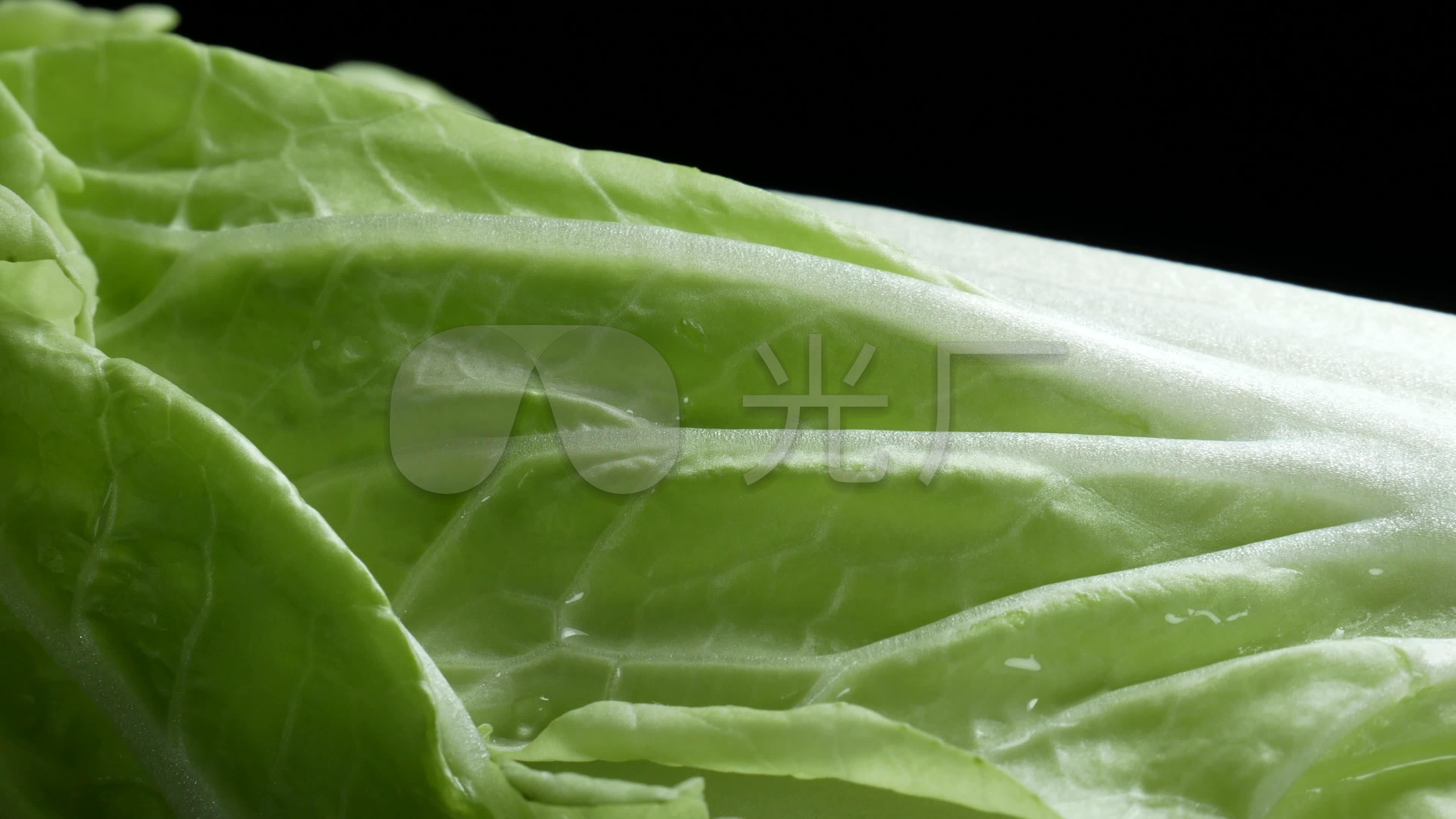 高清晰白菜摄影图__蔬菜_生物世界_摄影图库_昵图网nipic.com