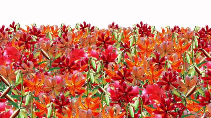 火红的萨日朗花带通道视频素材
