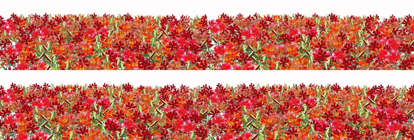 火红的萨日朗花带通道视频素材
