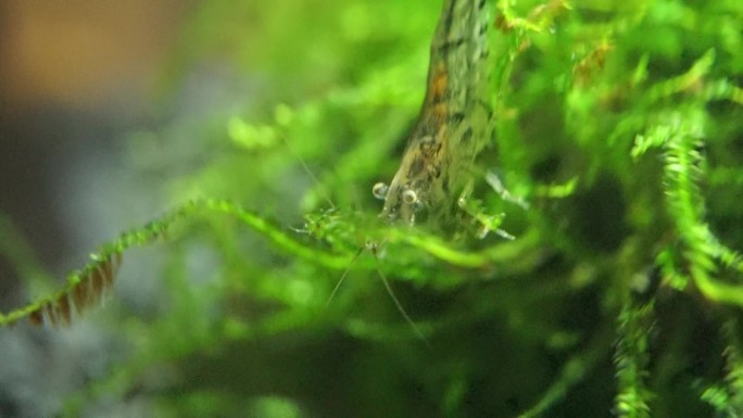 宠物水族水下鱼缸加湿饲养水草