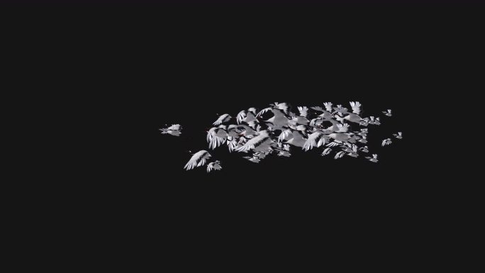 一群飞舞的唯美白鹤仙鹤视频（带有透明通）