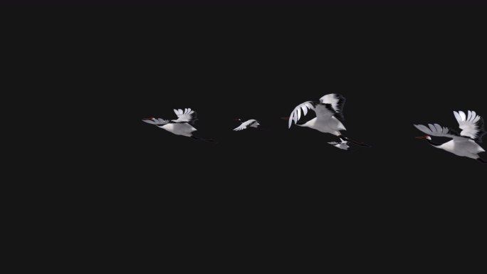 白鹤天空飞舞视频（alpha通）