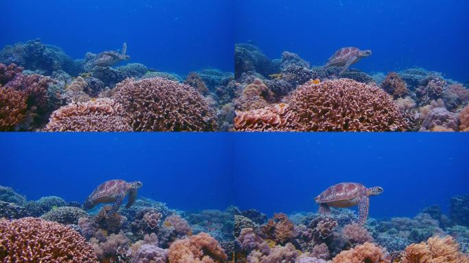 实拍海底珊瑚海底世界海底素材