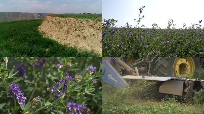 黄土高原甘肃环县牧草紫花苜蓿